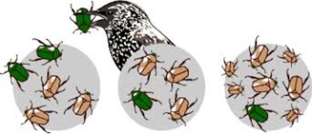 The Theory of Natural Selection