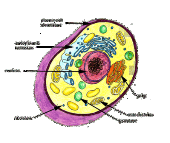 Cell Theory