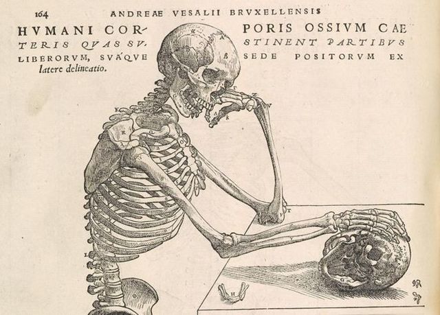 Vesalius