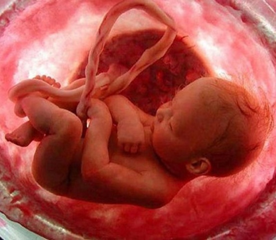 Dentro del Vientre Materno