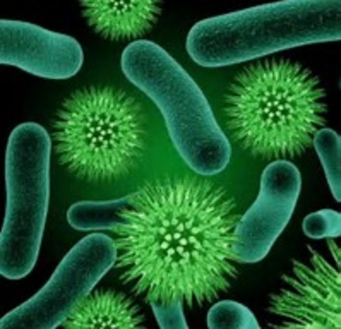 Bacteria