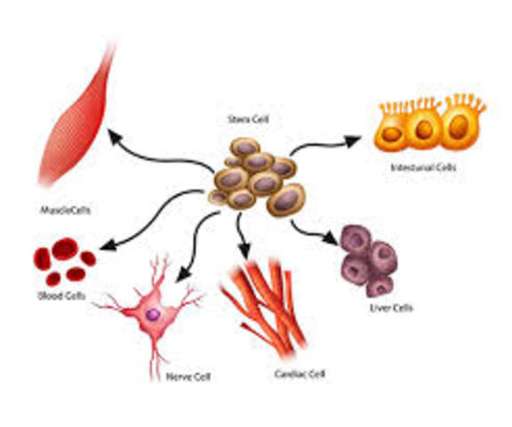 Stem cells