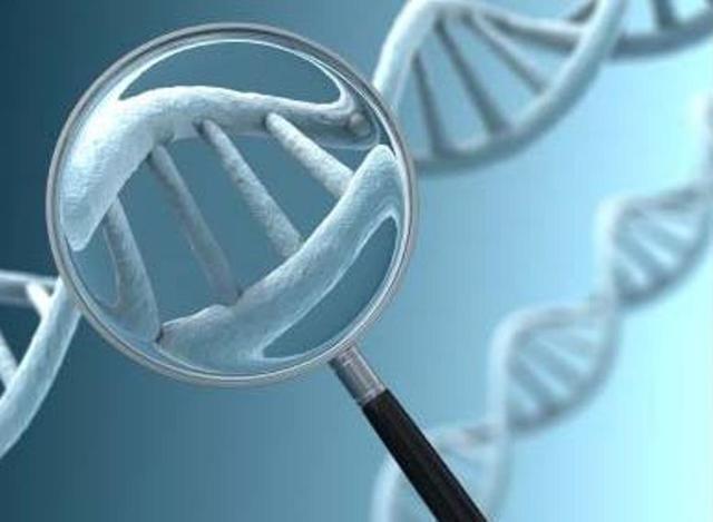 Descubren el gen que nos vuelve humanos