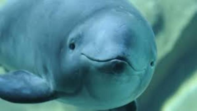 Doing it with a "Porpoise"