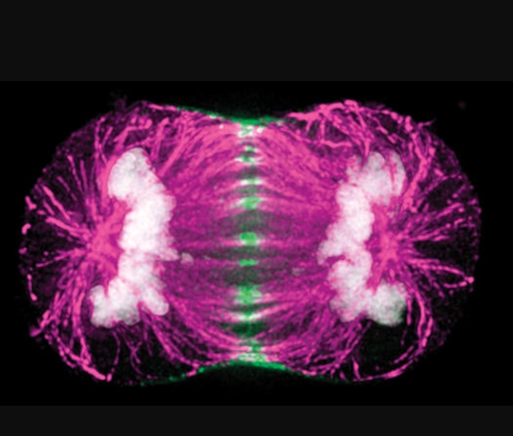 Discovery of HeLa cells