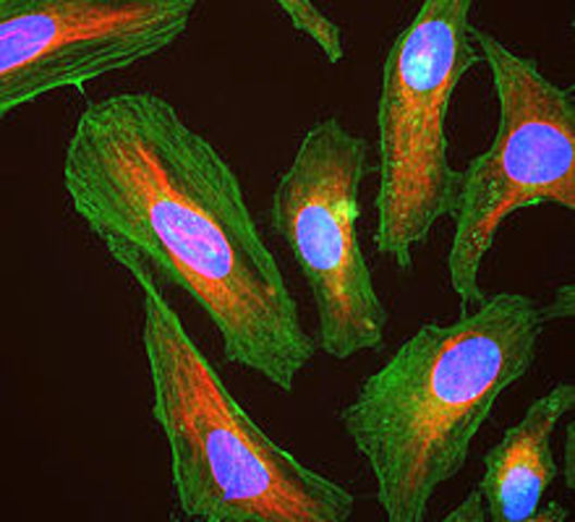 HeLa Cells