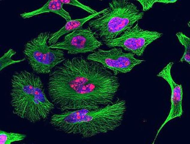 HeLa Cells
