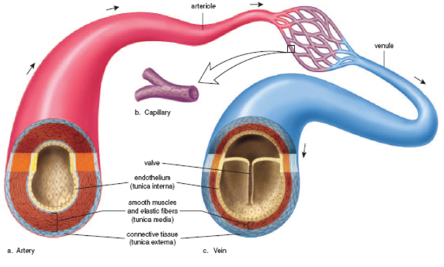 Veins Vs. Arteries