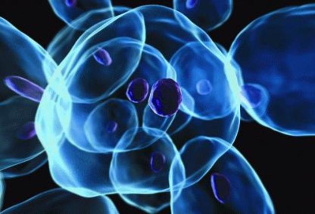 STEM Cell