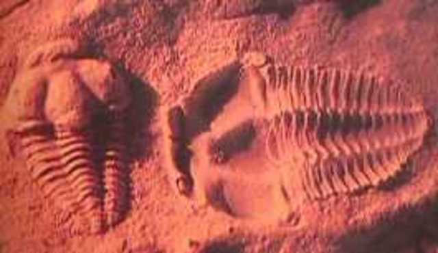 PALAEOZOIC ERA - CAMBRIAN PERIOD: