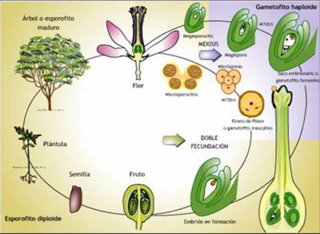 Reproducción sexual en las plantas