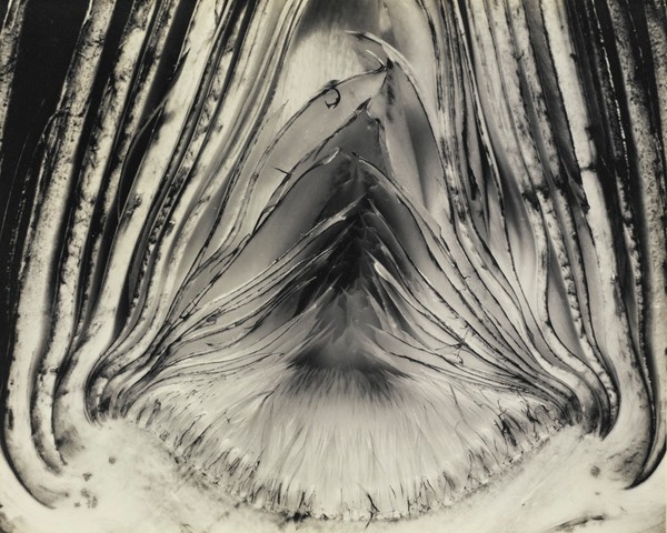 Edward Weston's "Artichoke, Halved"