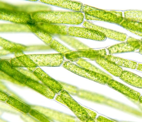 Primi tipi di alghe: le alghe azzurre