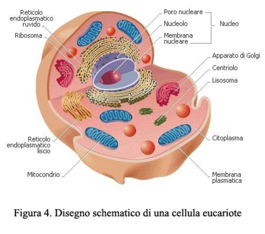 Il nucleo è in tutto, ora anche nelle cellule