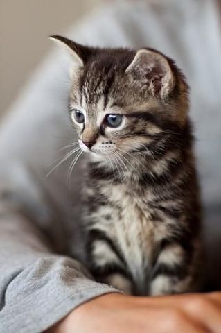 I Got a cat named Peanut