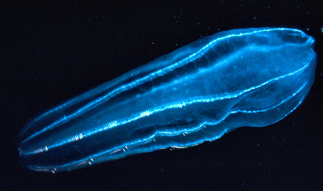 Nuove specie: i primi invertebrati