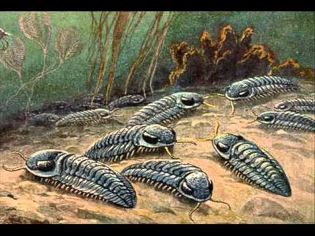 Nuovo tipo di organismo: i trilobiti