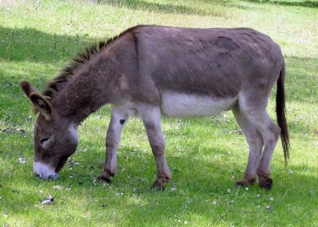I got a pet Donkey