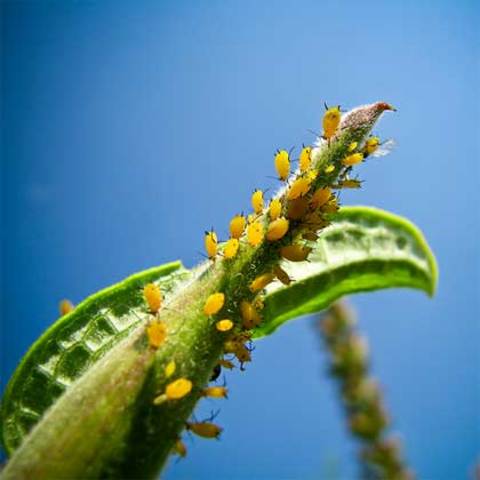 Insetti e artropodi iniziano la colonizzazione
