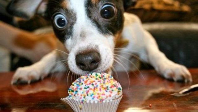 Grandparents get three dogs.