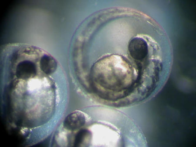 Dall'acqua nasce la vita.