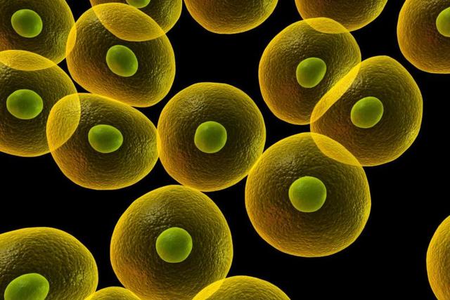 Comparsa delle prime cellule con il nucleo, con i tessuti e con organi.