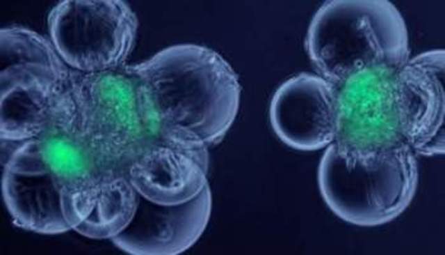 Origine dei primi complessi e pluricellulari.