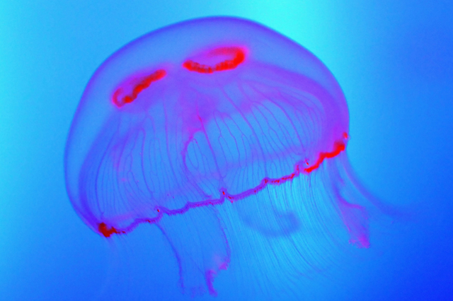 Primi organismi complessi