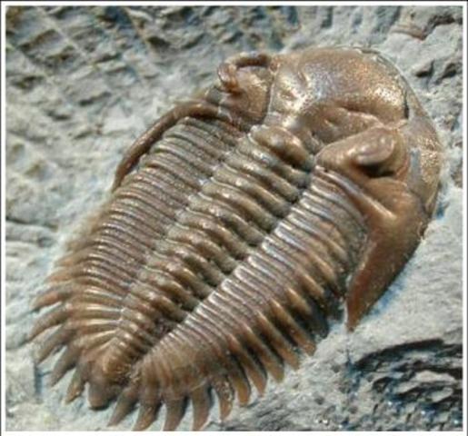 Comparsa dei trilobiti, primi organismi.