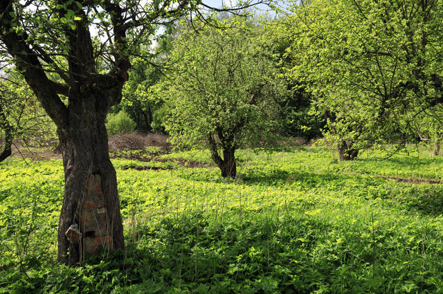 le piante colonizzano le terre emerse