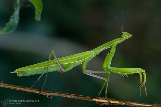 Primi animali invertebrati