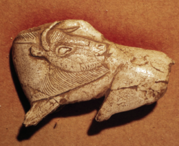 Bison with Turned Head