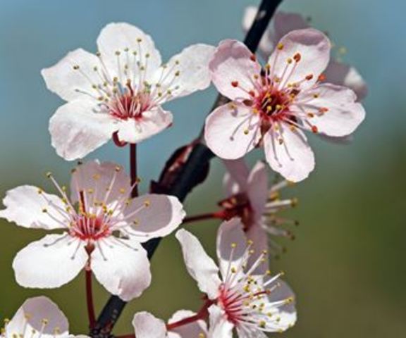 Sbocciano i primi fiori