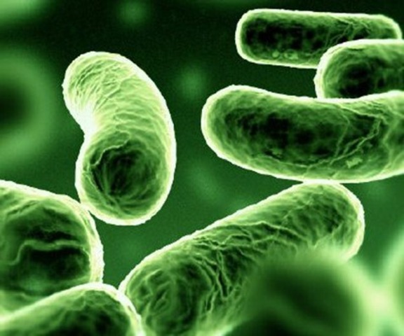 Formazione di DNA e batteri