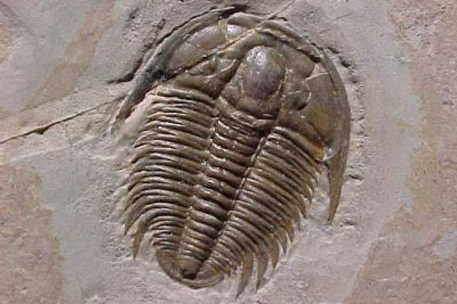 Nascono i trilobiti