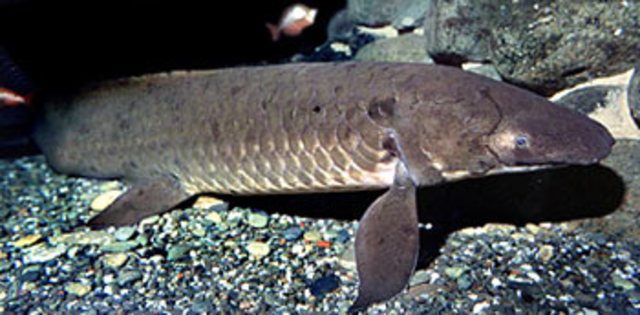 I primi vertebrati escono dall'acqua.