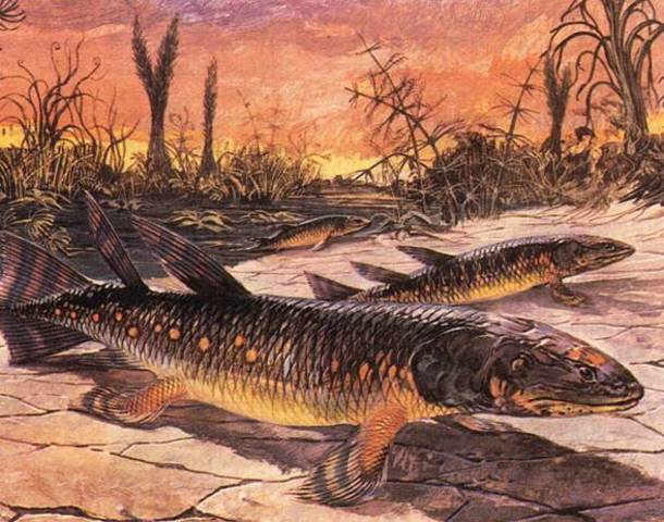 Primi vertebrati anfibi
