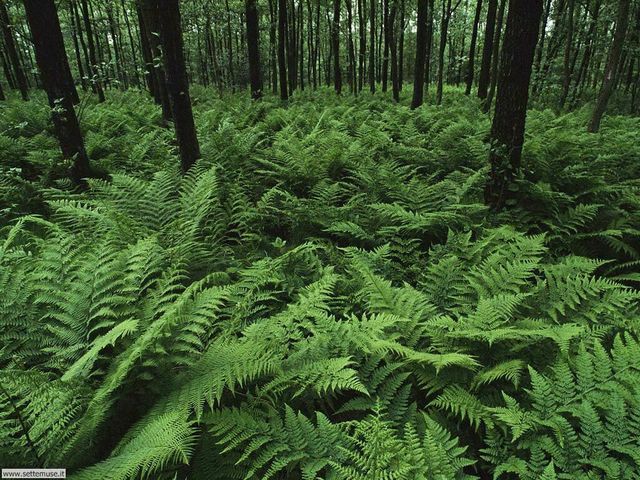 Felci e sphenopsi invadono le foreste.