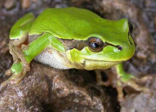 Compaiano gli anfibi.