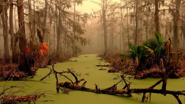 La terra è una distesa paludosa.