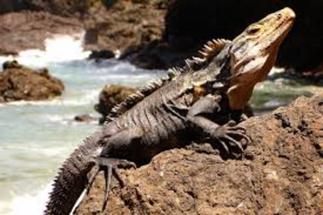 Gli anfibi si evolvono in rettili e colonizzano la terra.