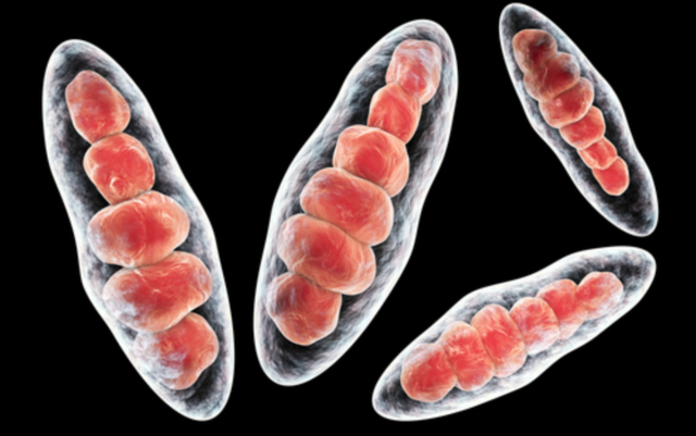 Nascita organismi pluricellulari
