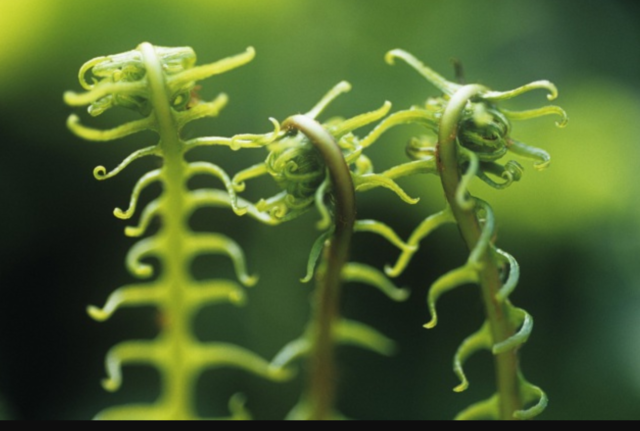 Formazione essere viventi fuori dall'acqua