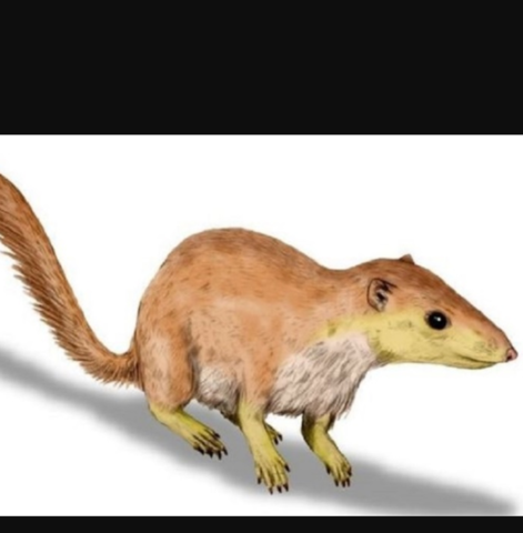 piccoli mammiferi colonizzano il pianeta