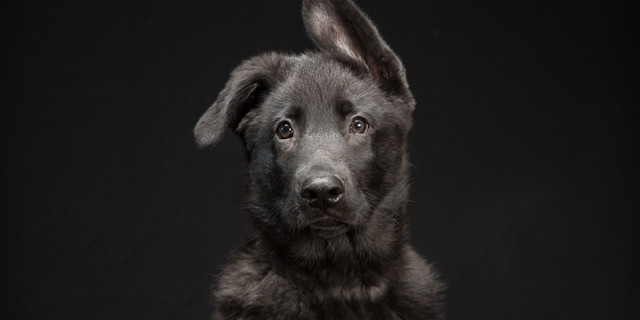 Received my first animal companion.