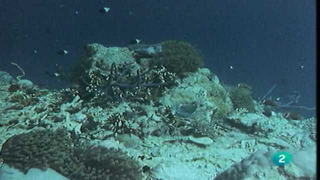 ALGUNOS ANIMALES EMERGEN DEL AGUA