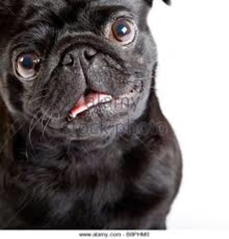 GOT A NEW DOG CHEWIE