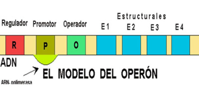 Descubrimiento del modelo del operon