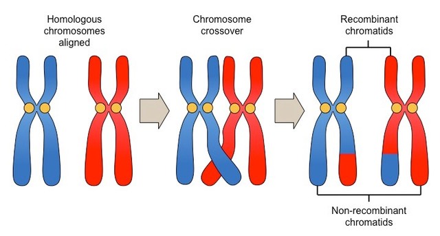 Premio Nobel: Recombinación de Moléculas