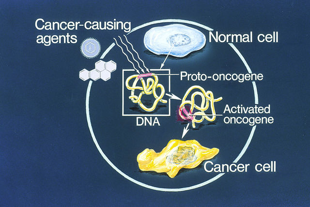 Premio Nobel: Descubrimiento de Oncogenes